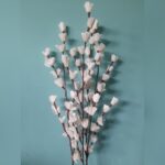 SOLA COLI HIGEN STICK